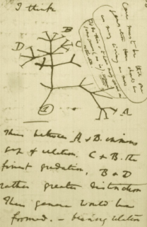 Charles Darwin's Tree of Life